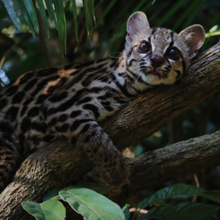 The Secret Life of the Margay in Peru’s Rainforest