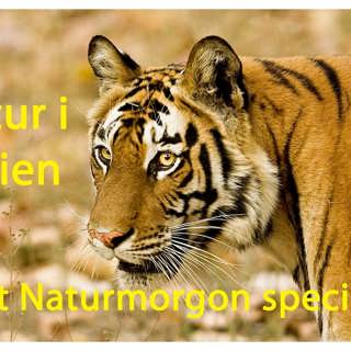 Naturmorgon i Indien:
Än lever Djungelbokens djur