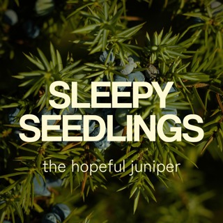 The Hopeful Juniper