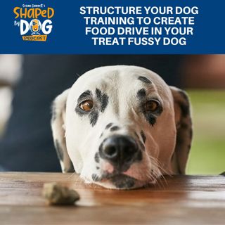 Structure Your Dog Training To Create Food Drive In Your Treat Fussy Dog #271