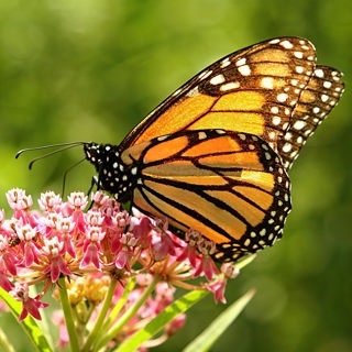 Milkweeds in Urban and Suburban Monarch Waystations with Dr. Adam Baker