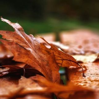 Rain on Autumn Leaves - 10 Hours Sleep Sound