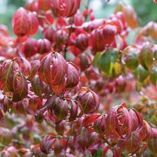 Entangled Wonder: An Autumnal Survey on Trees