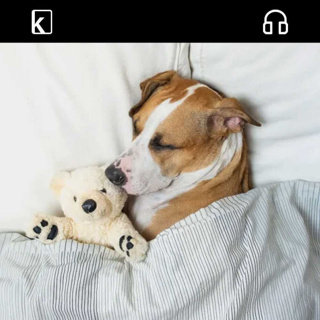 Pet Dogs Likely Dream Of Their Owners: Harvard Study
