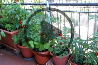 Apartment Homesteading: How to Be a Homesteader in Limited Space