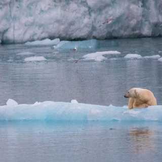 Förändringens tider på Svalbard – och nära fåglar här hemma
