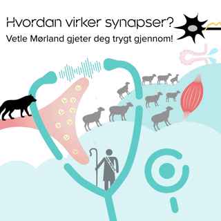 Synapsers funksjon