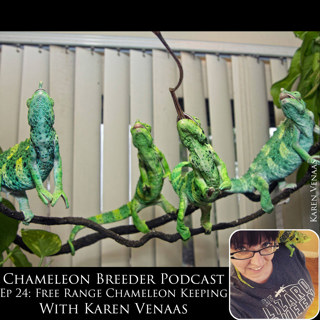 Ep 24: Free Ranging Chameleons with Karen Stockman