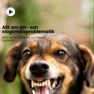 Allt om bit- och slagsmålsproblematik