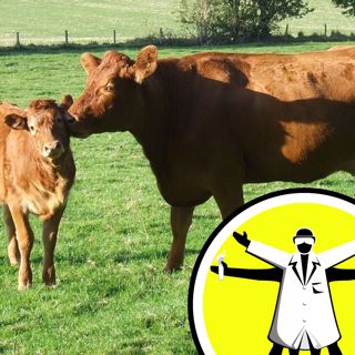 Cake, Cows, Climate Change: Best Of 2020