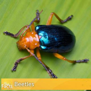 Fun Facts About Beetles