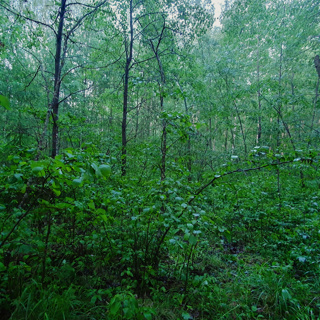 Summer Rain