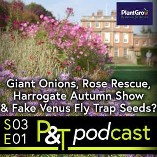 Giant Onions, Rose Rescue, Harrogate Autumn Show & Fake Venus Fly Trap Seeds?