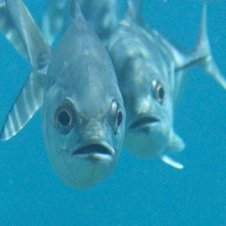 Facts: The Bigeye Trevally