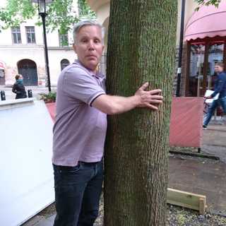 Brottsling på grund av ett träd: "Kafka på Södermalm"