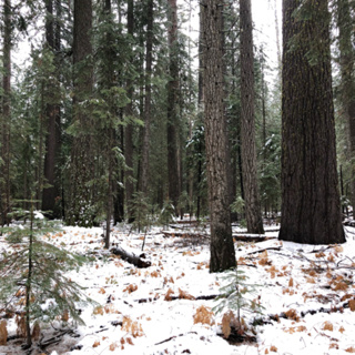 Episode 55: Snow Falling From Towering Sugar Pines