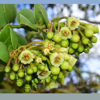 Texas Blackout, Cloud Forest Blueberries, Tropical Mistletoes