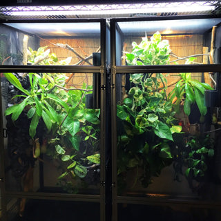 114: Setting Up A Chameleon Cage