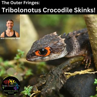 Tribolonotus Crocodile Skinks!
