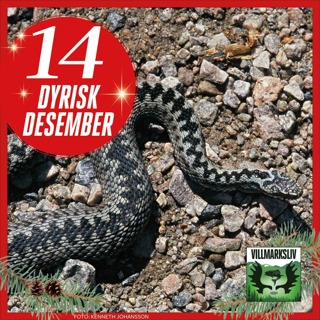 Dyrisk Desember 14: Hoggorm – en giftig halvmeter