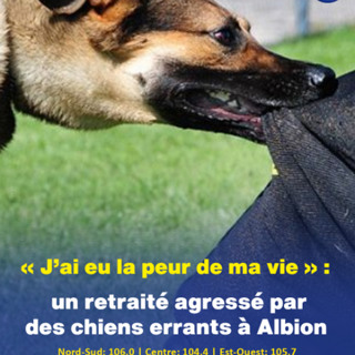 « J’ai eu la peur de ma vie » : un retraité agressé par des chiens errants à Albion