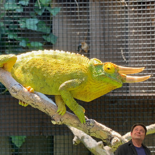 Mandevilla & Chameleon Psychology