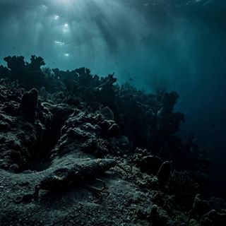 The Maputo Shark-Scour Micro-Striations