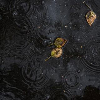 Gentle Spring Rain on Puddles - 10 Hours Sleep Sound