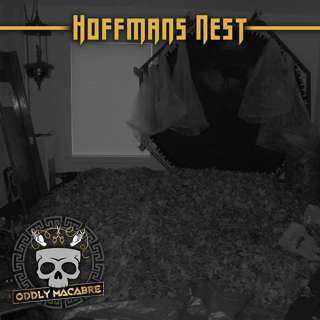 S4E88: Hoffman's Nest Mini