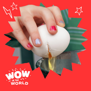 Egg Drop: The Shell Shocking Truth About The Physics of Cracking an Egg