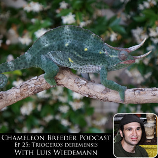 Ep 25: Trioceros deremensis with Luis Wiedemann