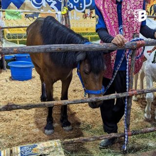 #536: Horses at Ramadan Bazaar? What were they thinking?