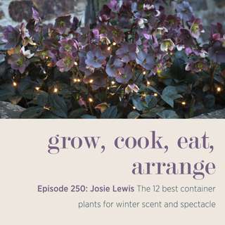 Josie Lewis: The 12 best container plants for winter scent and spectacle - Episode 250