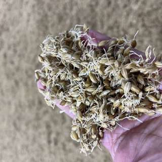 Ep. 201 - Water Chemistry and Malt Production