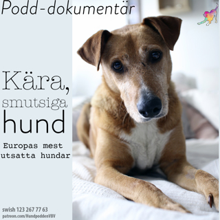 PODD-DOKUMENTÄR: Kära, smutsiga hund - Europas mest utsatta hundar