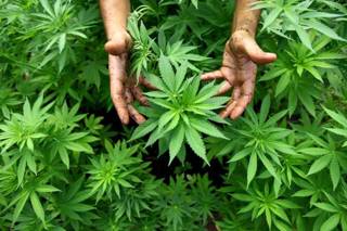 Brewcast Part II: Pharmacology of Cannabis