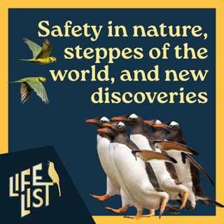 Cornell and safety in birding, steppe habitats of the world, birding Portugal, and "discovering" new species
