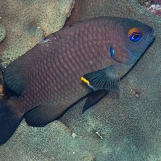 Facts: The Galapagos Ringtail Damselfish