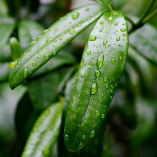 😴🌧️🎵 Listen to the RAIN and Soothing MUSIC, a Natural Remedy for a Peaceful NIGHT