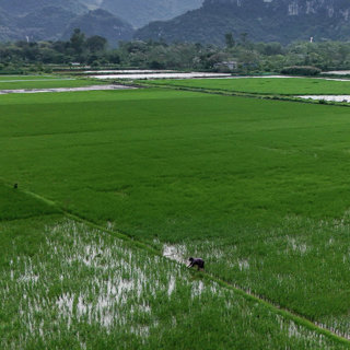 How Hormuz Closure Could Squeeze Asia’s Staple Crop
