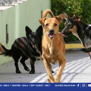 Chiens errants à Maurice : un taux de stérilisation estimé à seulement 20 à 30 %