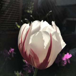 Erämaassa Kristuksen kanssa - Anu Raskin saarna 6.3.2022