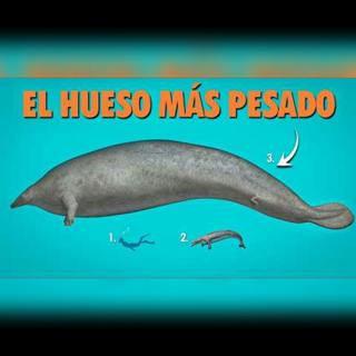 Así se veía la ballena más grande y pesada del planeta