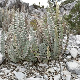 Central Mexico Recap & Habitat Summary