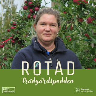 Kärnfull kunskap om äpplen