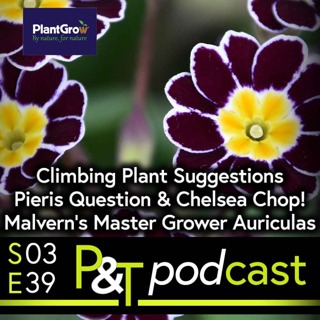 Best Climbing Plants for Screening? Pieris Varigation Q, Chelsea Chop & Meet Malvern's Master Grower!