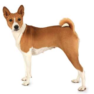 Wednesday, September 16, 2026 — Bonjour, BASENJI!