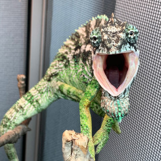 Discussion on Chameleon Behavior