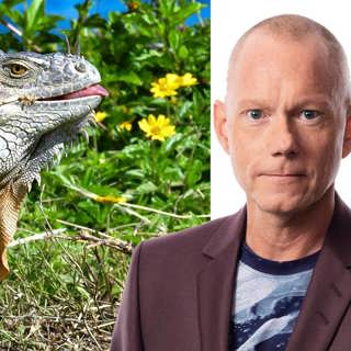 Reptilnytt från Asien: Peder Gustafsson, Bangkok