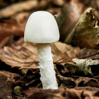 Så funkar giftiga och hallucinogena svampar